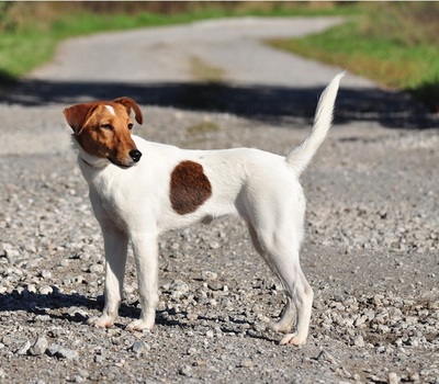 PEGIE, Fox Terrier-Mischling - Hündin