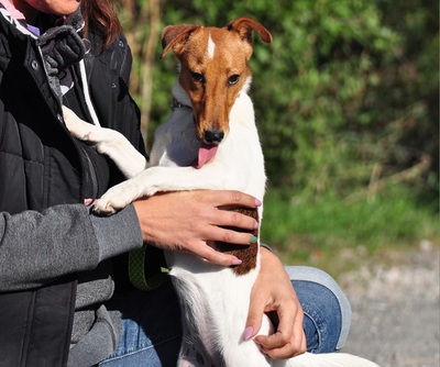 PEGIE, Fox Terrier-Mischling - Hündin