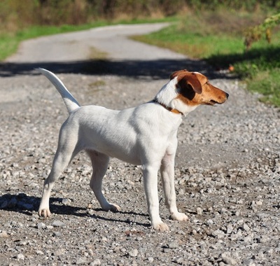 PEGIE, Fox Terrier-Mischling - Hündin