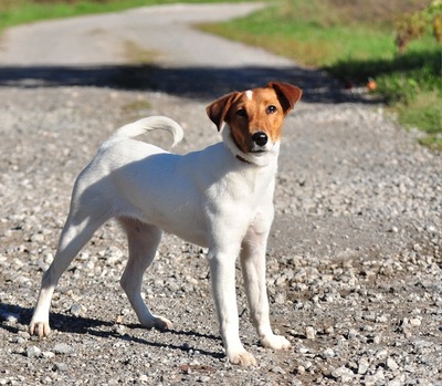 PEGIE, Fox Terrier-Mischling - Hündin