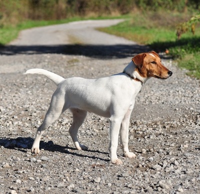 PEGIE, Fox Terrier-Mischling - Hündin