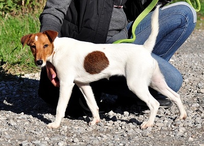 PEGIE, Fox Terrier-Mischling - Hündin