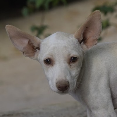 PEGUI - Ubeda, Podenco - unkastriert Welpen - Hündin