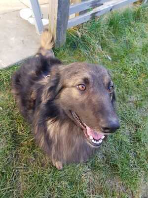 PEJKO 2 in Oberösterreich, Sheltie-Spitzmix - Rüde