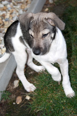 PENJO Welpenbub, Mischling - Rüde