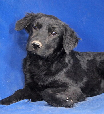 PENNY - R E S E R V I E R T !!!!! sehr lieb und umgänglich, fröhlich, neugierig, lebhaft, verspielt, klug, Mischling - Hündin