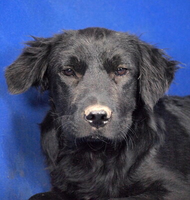 PENNY - R E S E R V I E R T !!!!! sehr lieb und umgänglich, fröhlich, neugierig, lebhaft, verspielt, klug, Mischling - Hündin