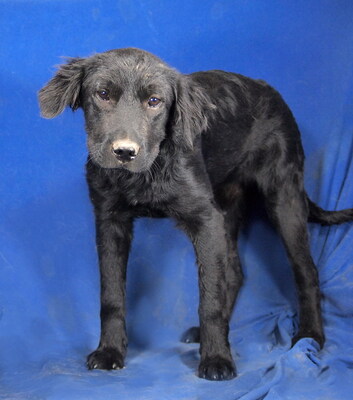 PENNY - R E S E R V I E R T !!!!! sehr lieb und umgänglich, fröhlich, neugierig, lebhaft, verspielt, klug, Mischling - Hündin