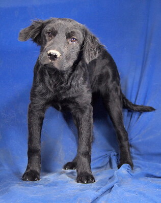 PENNY - R E S E R V I E R T !!!!! sehr lieb und umgänglich, fröhlich, neugierig, lebhaft, verspielt, klug, Mischling - Hündin