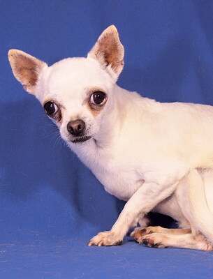 PENNY - sanft und freundlich, neugierig, verschmust, katzenverträglich, anfangs etwas ängstlich, Chihuahua - Hündin