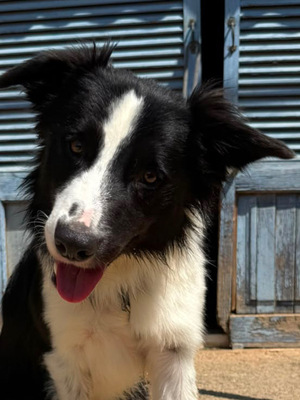 PEPE, Border Collie - Rüde