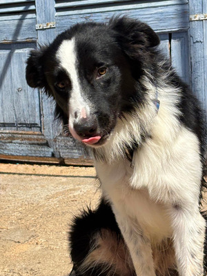 PEPE, Border Collie - Rüde