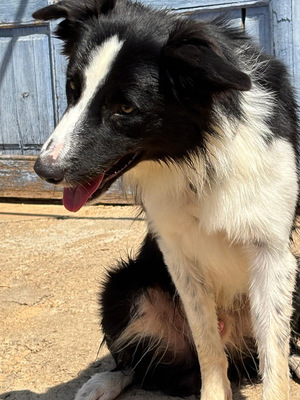 PEPE, Border Collie - Rüde