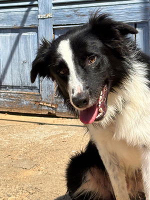 PEPE, Border Collie - Rüde