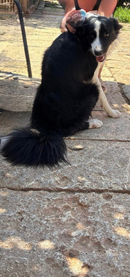PEPE, Border Collie - Rüde