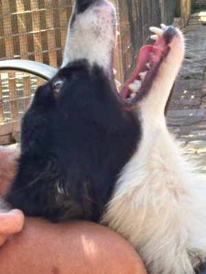 PEPE, Border Collie - Rüde