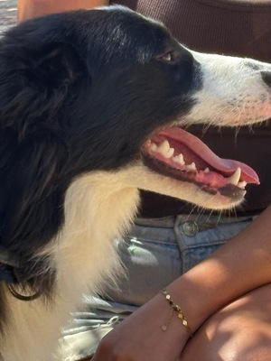 PEPE, Border Collie - Rüde