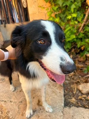 PEPE, Border Collie - Rüde