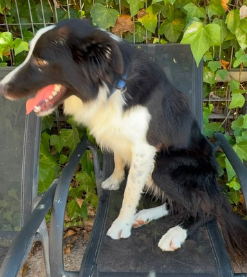 PEPE, Border Collie - Rüde