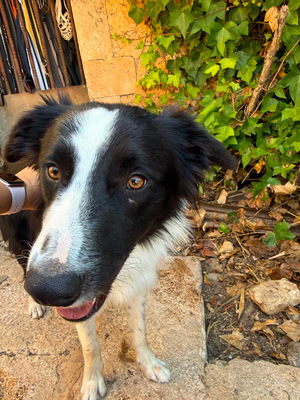 PEPE, Border Collie - Rüde