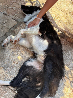 PEPE, Border Collie - Rüde