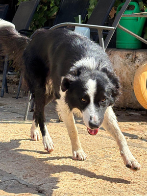 PEPE, Border Collie - Rüde