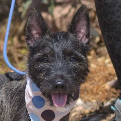 PEPE - Linares, Cairn-terrier-Mischling - kastriert - Rüde