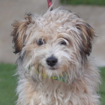 PEPE - Linares, - Rüde