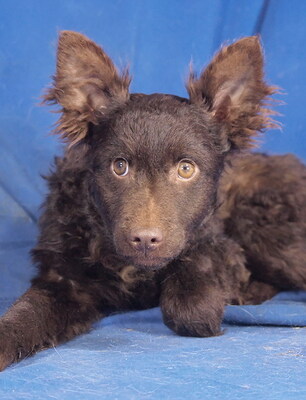 PEPE - R E S E R V I E R T !!!!! sehr lieb und anhänglich, lustig, neugierig, sehr lebhaft, verspielt, gelehrig, anfangs etwas ängstlich, Mudi Welpen - Rüde