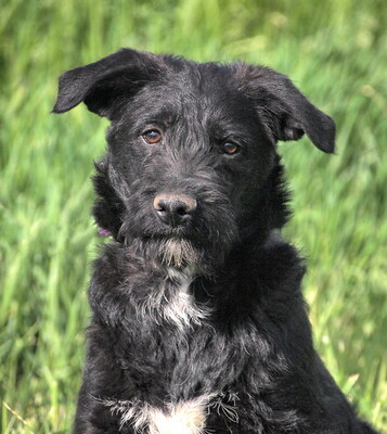 PEPE - überaus lieb und verschmust, neugierig, lebhaft, intelligent, verspielt