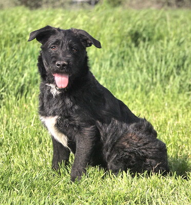 PEPE - überaus lieb und verschmust, neugierig, lebhaft, intelligent, verspielt, Mischling (Video auf HP) - Rüde