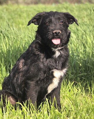 PEPE - überaus lieb und verschmust, neugierig, lebhaft, intelligent, verspielt, Mischling (Video auf HP) - Rüde