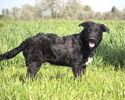 PEPE - überaus lieb und verschmust, neugierig, lebhaft, intelligent, verspielt, Mischling (Video auf HP) - Rüde