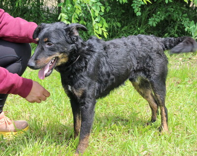 PEPI - R E S E R V I E R T !!!!! lieb und lebenslustig, immer gut gelaunt, klug, lebhaft, kuschelt gern, Mischling - Rüde