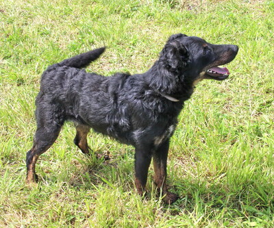 PEPI - R E S E R V I E R T !!!!! lieb und lebenslustig, immer gut gelaunt, klug, lebhaft, kuschelt gern, Mischling - Rüde