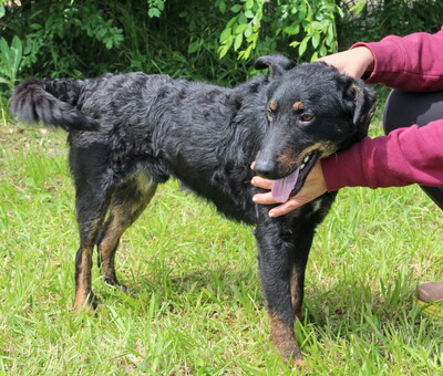 PEPI - R E S E R V I E R T !!!!! lieb und lebenslustig, immer gut gelaunt, klug, lebhaft, kuschelt gern, Mischling - Rüde