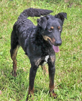 PEPI - lieb und lebenslustig, immer gut gelaunt, klug, lebhaft, kuschelt gern, Terrier Mischling - Rüde