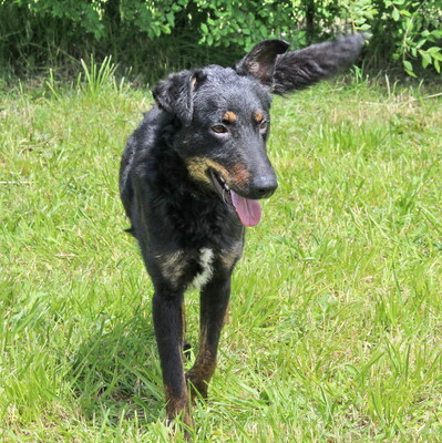 PEPI - lieb und lebenslustig, immer gut gelaunt, klug, lebhaft, kuschelt gern, Terrier Mischling - Rüde