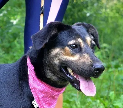 PEPITA, Mischling - Hündin