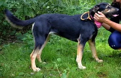 PEPITA, Mischling - Hündin