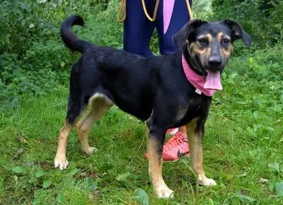 PEPITA, Mischling - Hündin