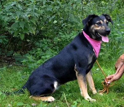 PEPITA, Mischling - Hündin