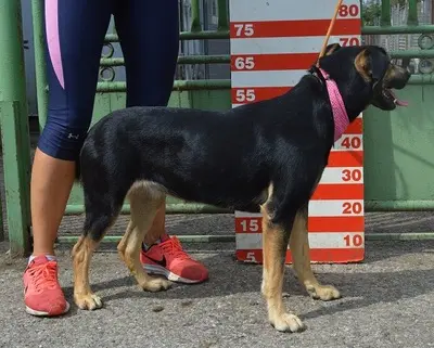 PEPITA, Mischling - Hündin
