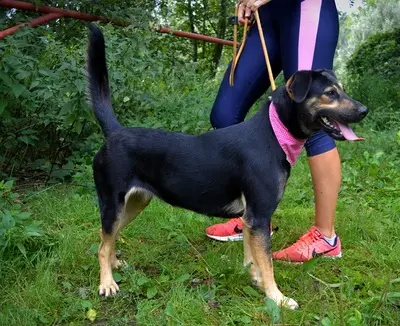 PEPITA, Mischling - Hündin
