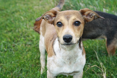 PEPITA Pepi, Mischling - Hündin