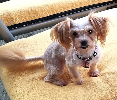 PEPITA, Yorkiemischling - Hündin