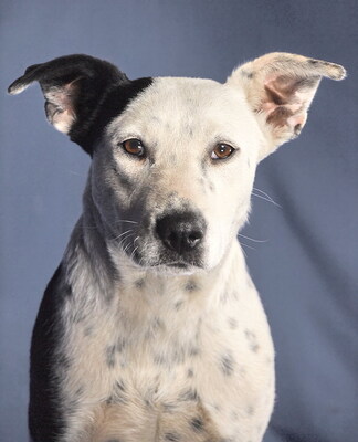 PEPPA - R E S E R V I E R T !!!!! offenes und sehr freundliches Wesen, lebhaft, interessiert, fröhlich, gelehrig, Mischling - Hündin