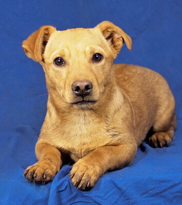 PEPPER - R E S E R V I E R T !!!!! menschenorientiert, anhänglich, fröhlich, lebhaft, verspielt, klug