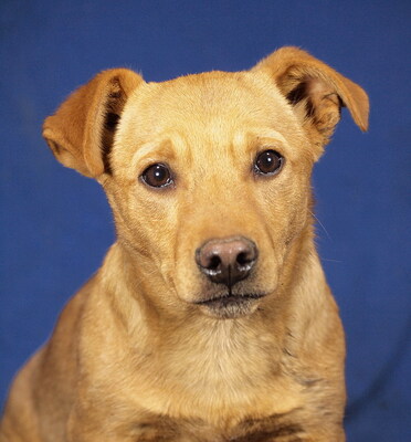 PEPPER - R E S E R V I E R T !!!!! menschenorientiert, anhänglich, fröhlich, lebhaft, verspielt, klug, Mischling - Rüde