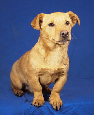 PEPPER - menschenorientiert, anhänglich, fröhlich, lebhaft, verspielt, klug, Mischling Welpen - Rüde